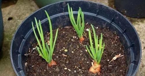 养花种草用土得靠谱给它这样杀菌消毒,虫卵、细菌被消灭干净