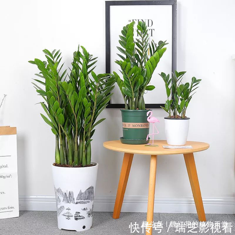 超级好养的8种花,1个月不浇水也死不了!