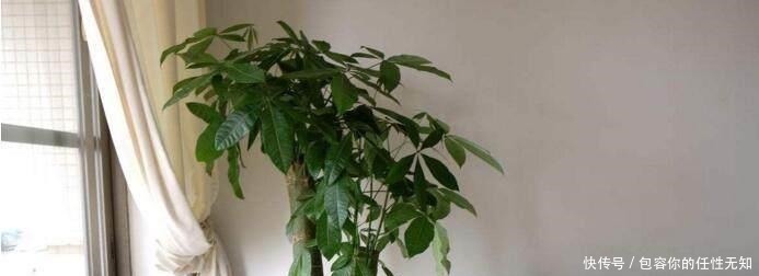 黄叶|文竹、发财树,用这“水”养一养,一窜2米高,再也不黄叶!