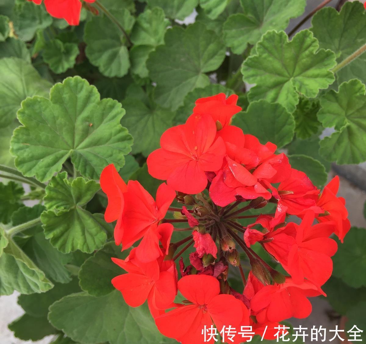 施肥|天竺葵不开花怎么办，注意4个方面天竺葵就能很快开花了