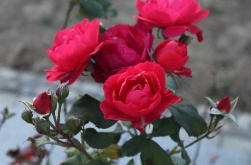 月季花怎么养开花多 掌握以下几个小技巧让月季花不断的开。