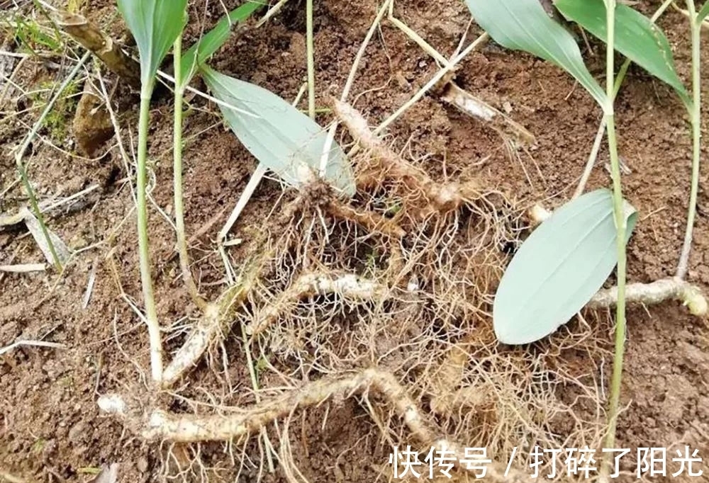 这种药草,很多人当花种,其根部十分珍贵,目前25元1斤