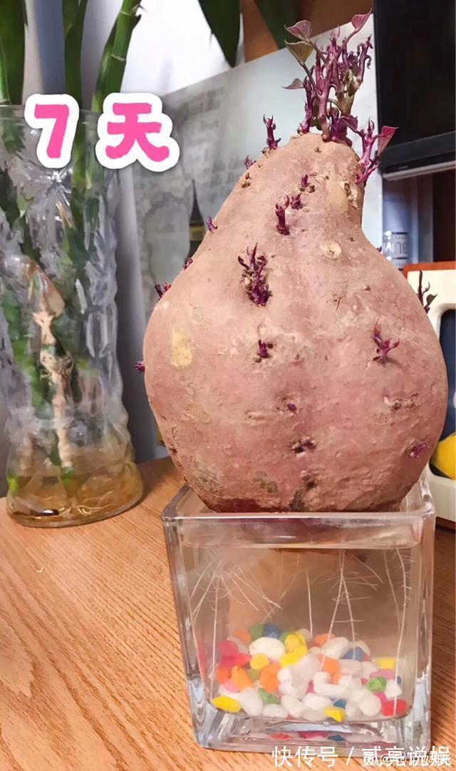 玉米粒|2个月没在家,厨房的菜变成小森林,再也不用买花了!水培蔬菜盆