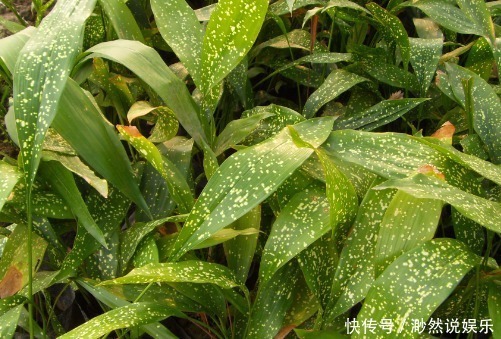 一叶兰|5种适合懒人养的几种盆栽,一月不管也能活,花开好养还爆满