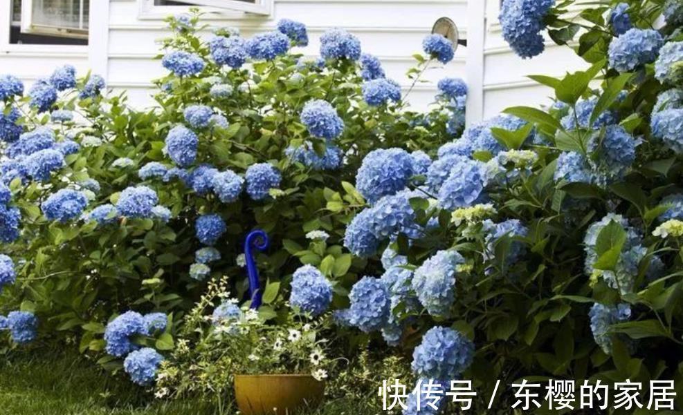 花友|5种花喜欢也别入坑，太“烧钱”了，钱包守不住，老花友有发言权