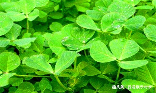 毒素|会吃的人最健康，不妨多吃3种食物，排除毒素，净化血液