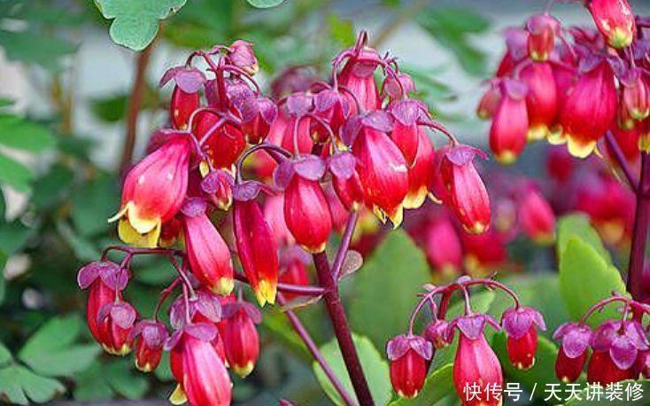 种花|养人又旺财的“4种花”,开起花来拦不住,一养就上瘾!