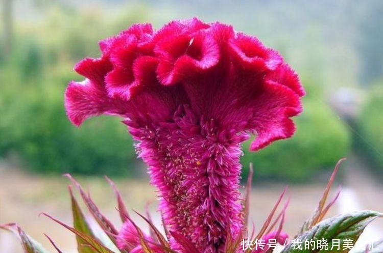 4种漂亮花,好打理,易爆盆,不用费心,就能长的特别好