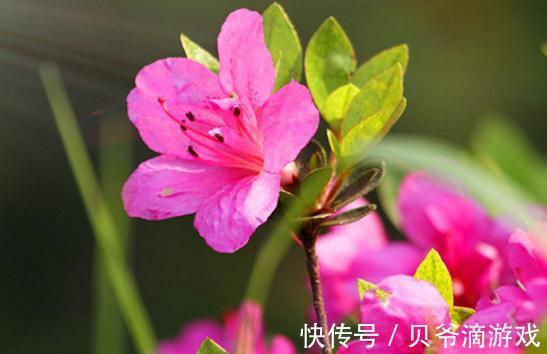 杜鹃花怎么养,杜鹃花的养殖方法和注意事项
