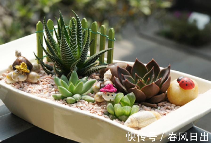 养多肉植物有4个“致死行为”，现在知道还不算晚