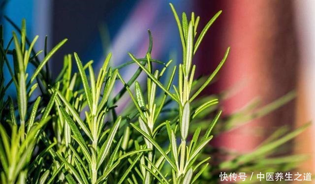 这几种花自带香气，放在家里散出香味，不腻沁人心脾！