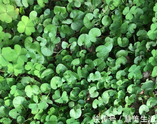 小根|65种野菜图片，带你认识不同的野菜和吃法，你想要的野菜这里都有