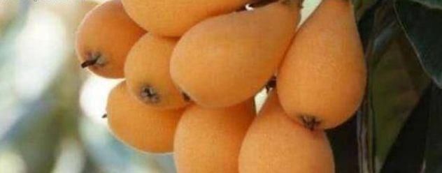 大肚子|女性养生，常吃的食物，美容养颜，清理毒素，甩掉大肚子