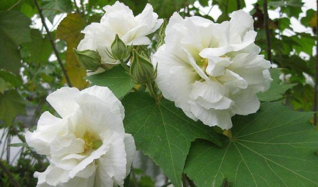 朱瑾花，木槿花，芙蓉花傻傻分不清花开的再妖娆也不要闹笑话