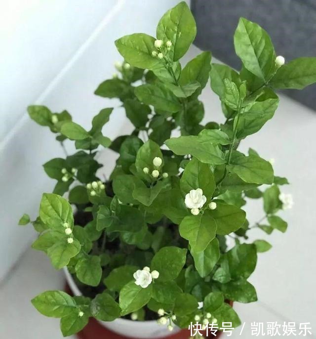 茉莉花|刚买的栀子花、茉莉花，哗哗掉叶子，学会3招，花苞又多又香