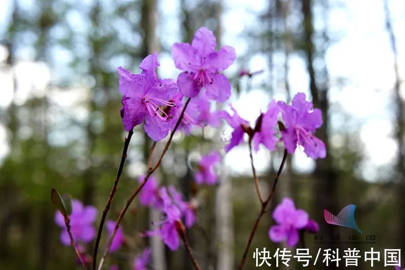 别再买了！你买的这种花，可能是国家二级保护植物！当心违法