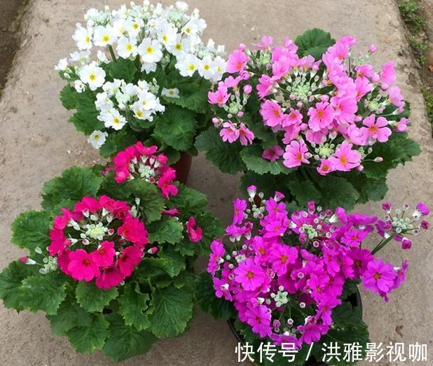 冬季|到了冬季就盆栽这7样花卉,耐寒能力强,开花美丽又喜庆