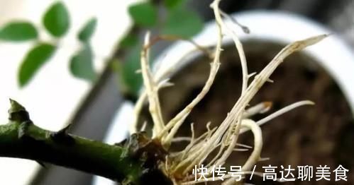 养花|养花也要用点药，每次只需1粒，不黄叶，不烂根，新叶蹭蹭长