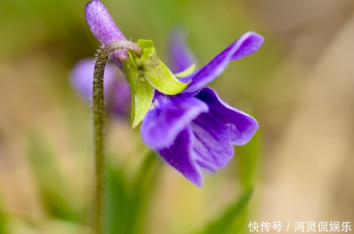 春花季|这花是神话里的美女变的，却在荒地里到处长，挖回家有大作用！