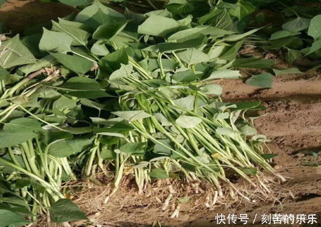 地瓜秧|此种野菜,很多人只在意它的根,殊不知它的叶子更美味,到底是啥