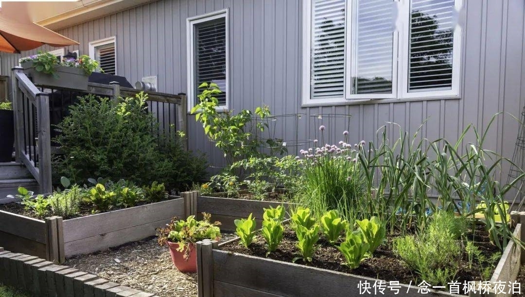 想有个菜园,余生低头种菜,抬头看花...