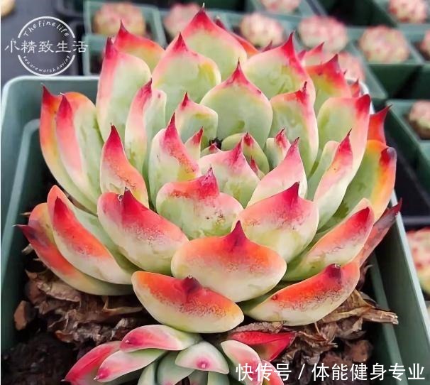 多肉植物上色,需要4个条件,你的肉肉没上色,是没用对方法!