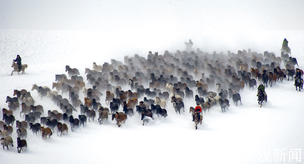 昭苏县|马踏雪原