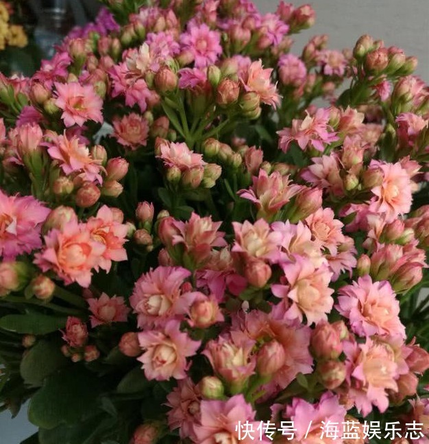 绿油油|长寿花不长还黄叶用3法急救,轻松解决,爆成大花球