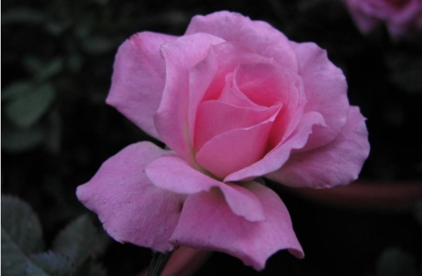 妙计!君子易处小人难防,击垮小人的4大妙计,学会一招小人跪地求饶!