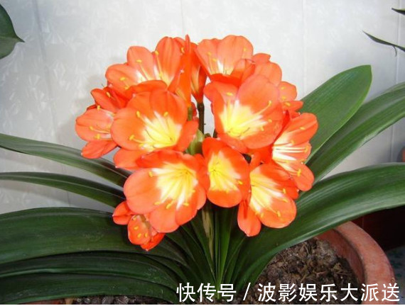 悄悄告诉你,养护君子兰有个“小秘密”,叶片油绿,年年开花不断
