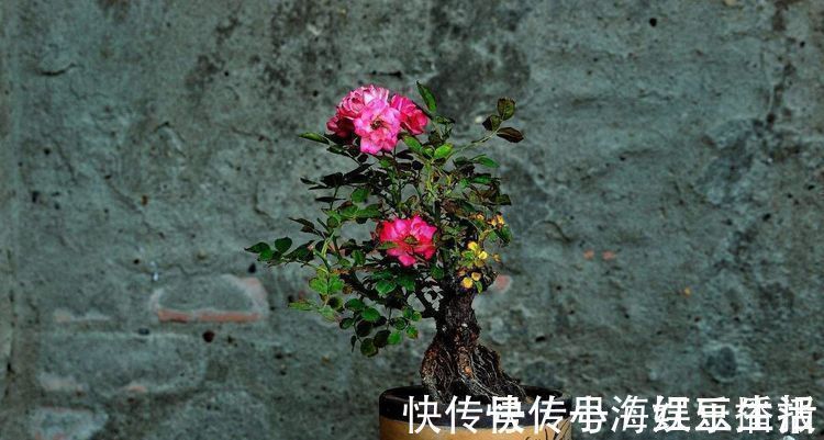 花肥|香蕉可以用来养花一根香蕉解决养花大问题,花卉长爆盆不招虫