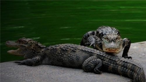 扬子鳄@为啥很多老一辈说自己见过龙?难道是这种动物?现成一级保护动物