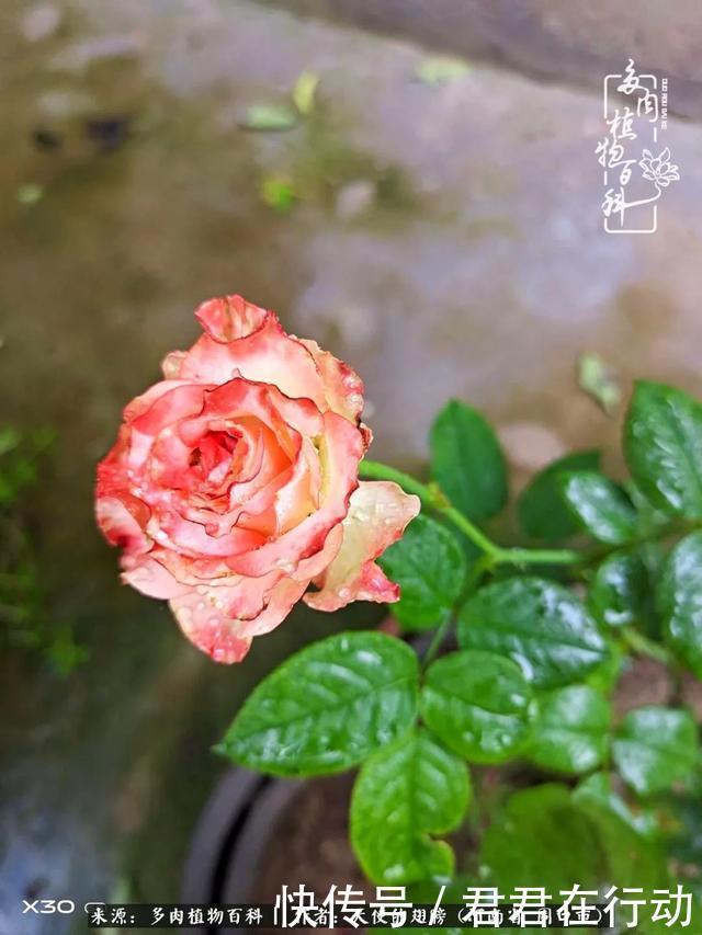 唯有植物,我的人生才不孤独!