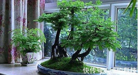 扦插|这些树被称“活化石”，还极好养，1根枝条插土里，浇水就能活