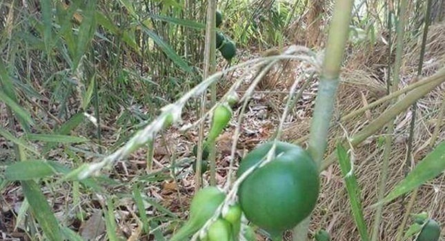 这植物50年结一次果实，一生只开一次花，很少人见过