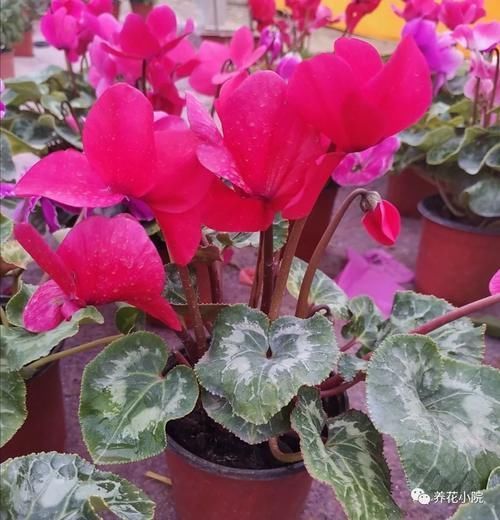 仙客来开花期,给它做4个小细节,开花时间长,花色更美