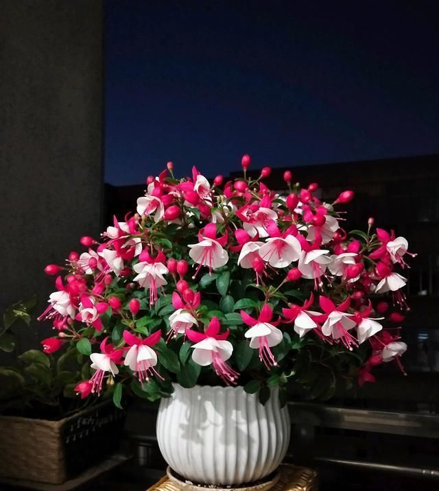 漂亮|别养绿萝吊兰了,室内绿植选这款,花型漂亮,四季开花,更值得养