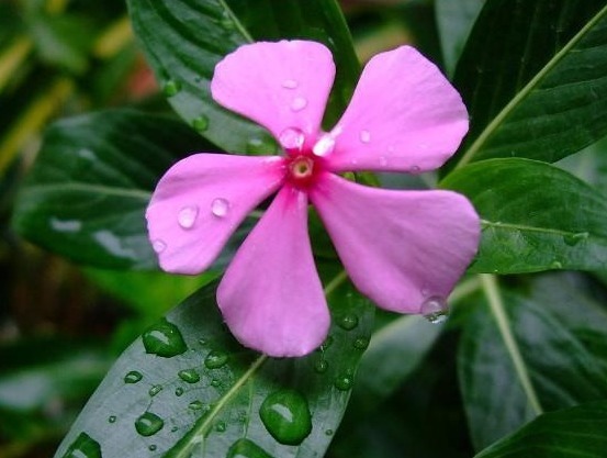 秋季养啥花这2种花,好养又好看,花色艳丽,阳台四季有花看