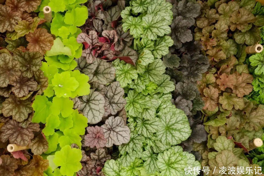 牡丹吊兰|懒人适合养什么花,浇水少,不挑土,它比人还懒!