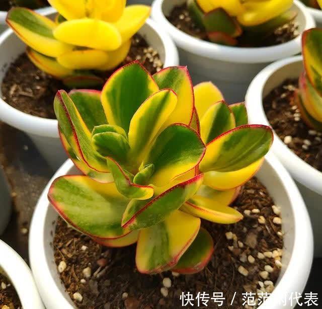 红稚莲|喜欢养多肉?推荐20种适合夏季入手的多肉植物