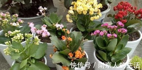 养护|4种植物最适合懒养,十天半个月不用浇水,照样长势旺