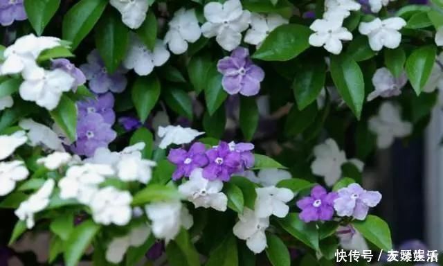 双色|非常好养的“双色茉莉”,花期长,花朵颜色多,邻居看了都羡慕