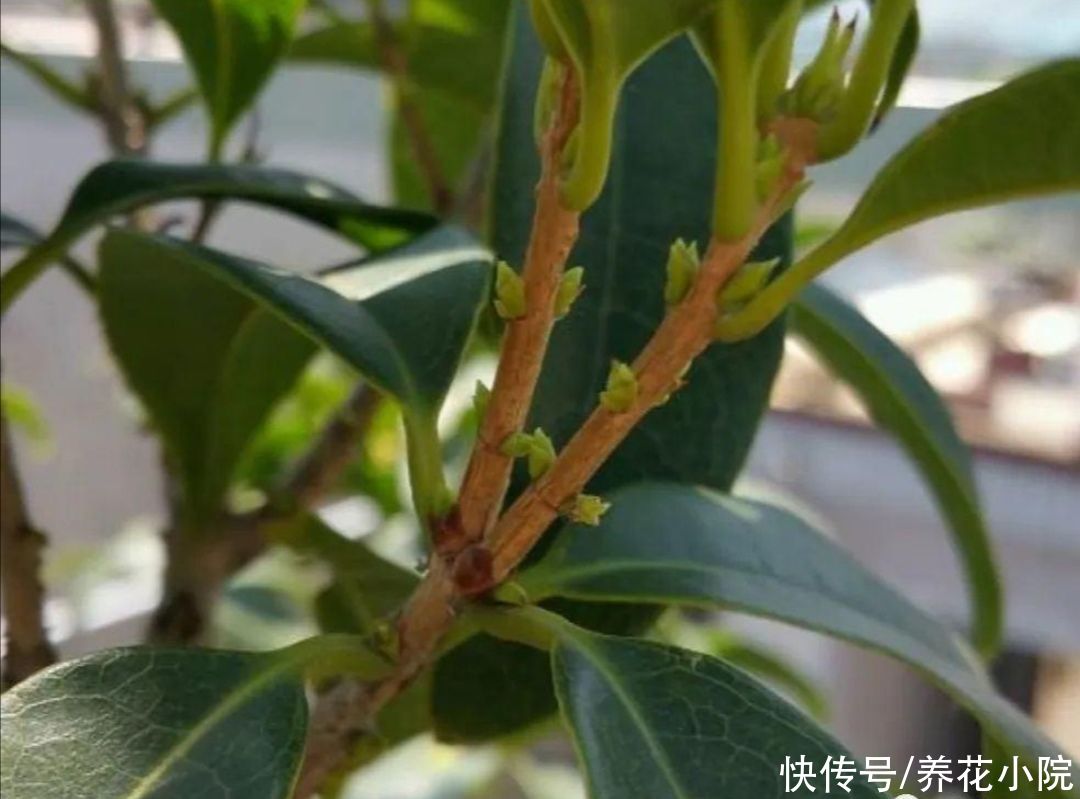 茶花|家里养2种花，6月以后切记别修剪，不然没花看