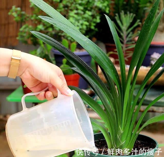 君子兰春天“要喂饱”，吃饱喝足练练苗，一年长出6片“肥叶子”