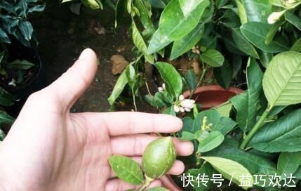 复合肥|“细菌”不喜欢的“3种花”，多养几盆，家里香喷喷，心情美美哒