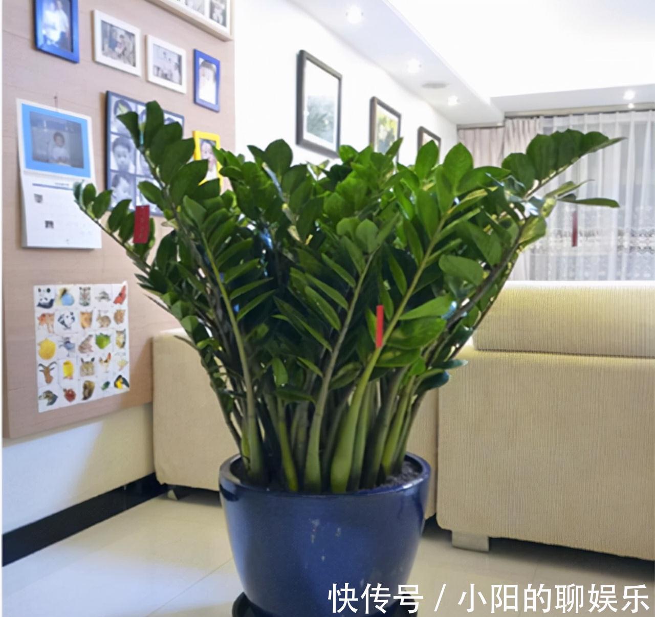 7种带“钱”字的花,寓意好、观赏价值高,都喜欢在家里栽培