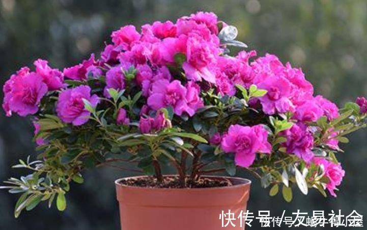 此花超漂亮,沾土就活,开花又大又艳,家里养1盆,满屋飘香