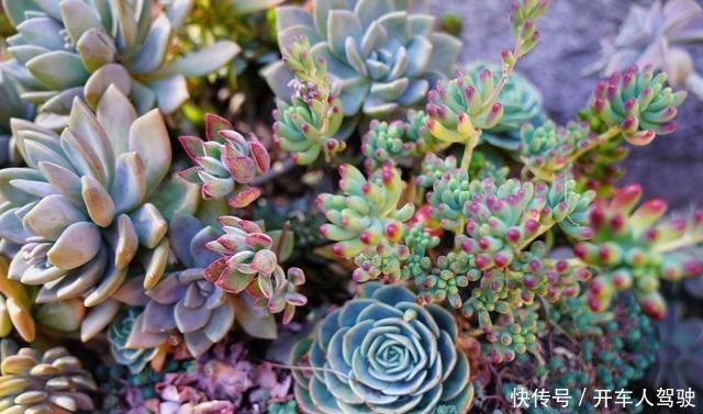 冬天的多肉有5怕，避开了，各个养成“彩虹糖”！