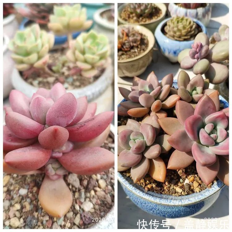 多肉是戒不掉的瘾！多肉小白入坑一年小记！