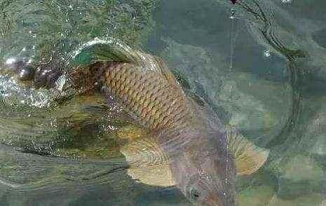 浮漂|浮漂顶起又落下,提竿却均不中鱼解读3种奇怪漂相不中鱼的原因